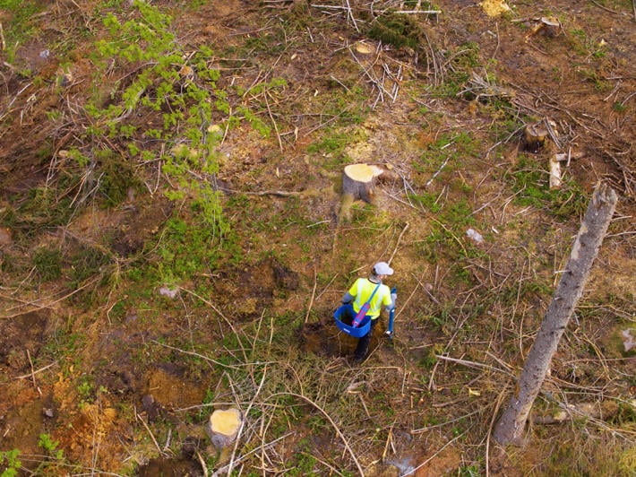 Flygfoto på skogsförnyelseobjekt, där en person planterar trädplantor med planteringsrör.