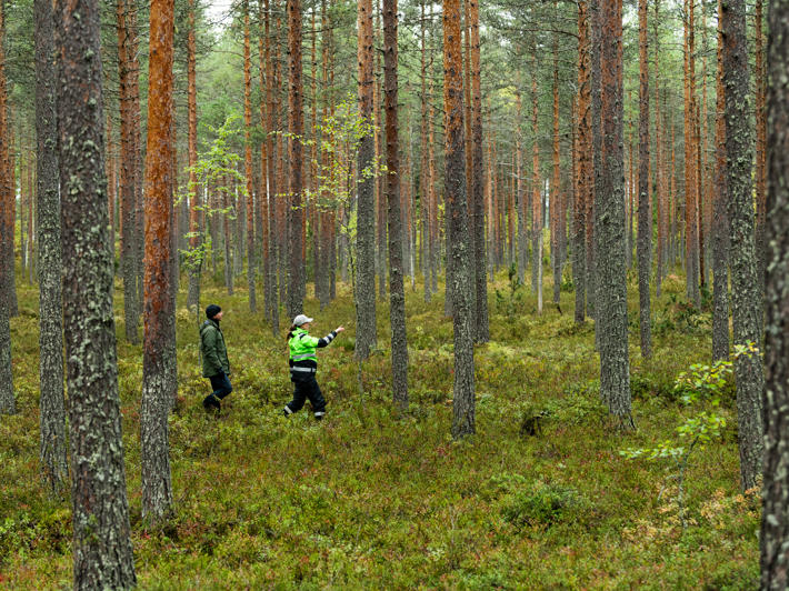 Skogsexpert och skogsägare promenerar i tallskog på hösten