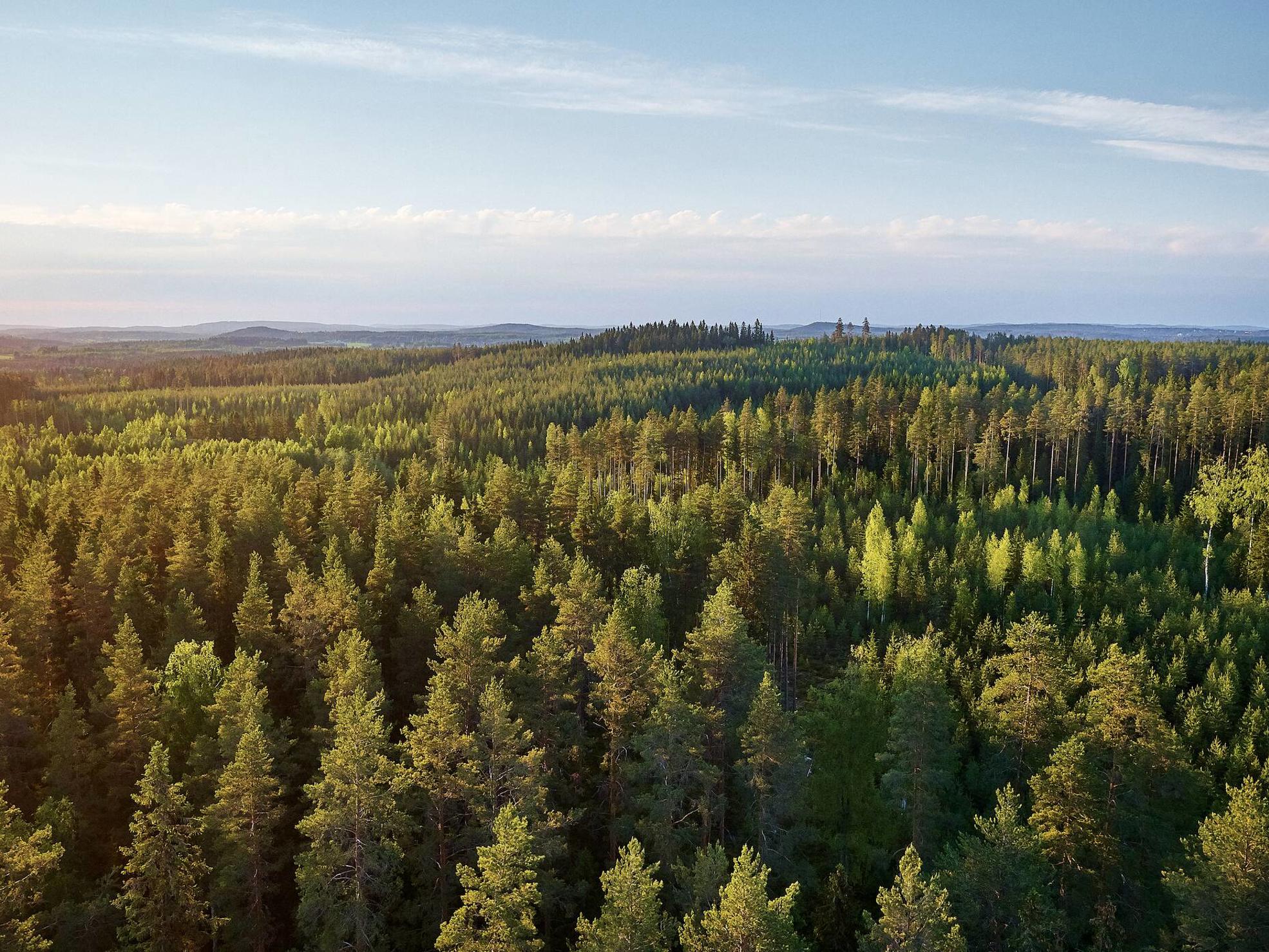 Ilmakuva suomalaisesta metsästä