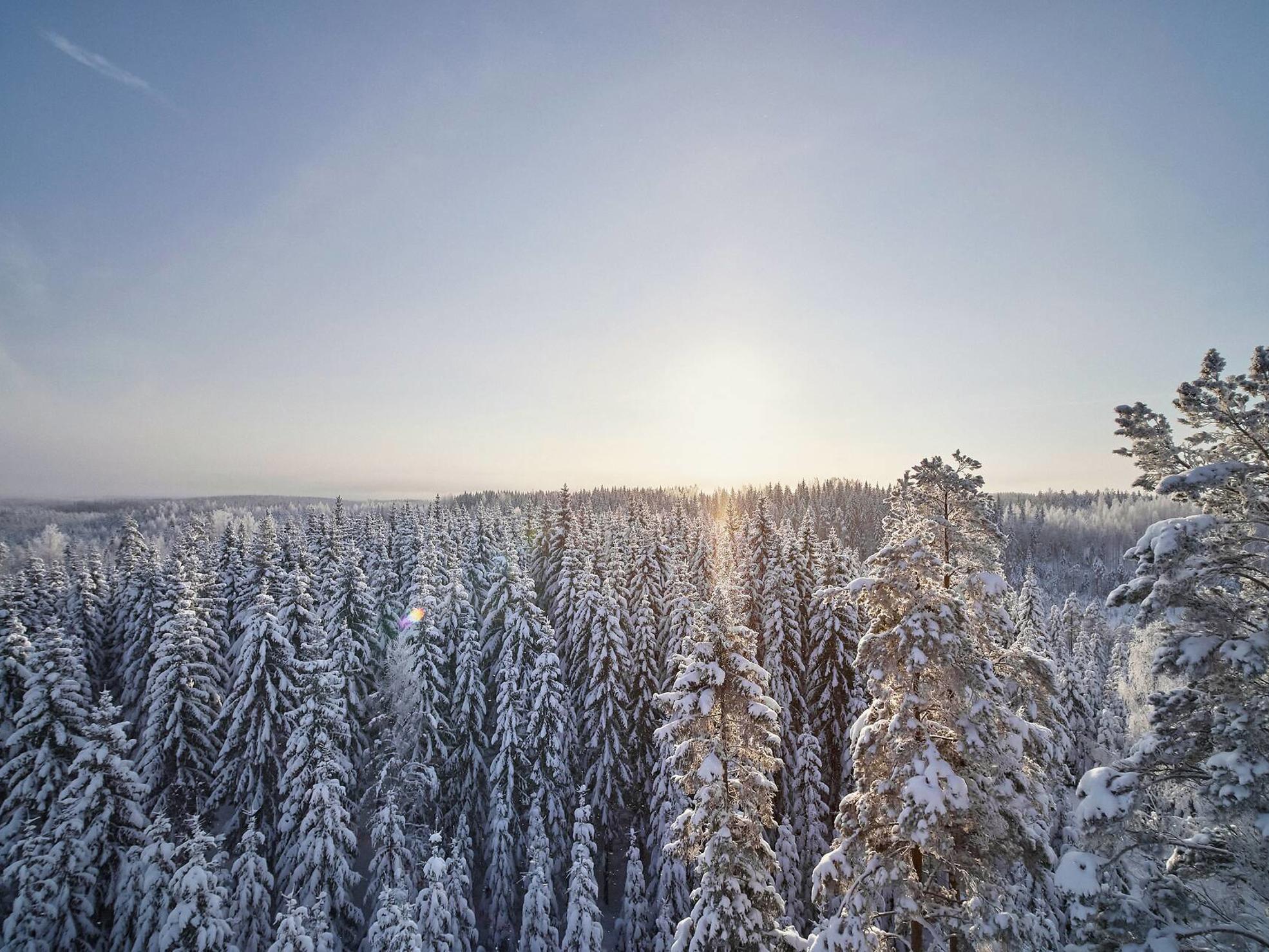 Forest picture from Finland