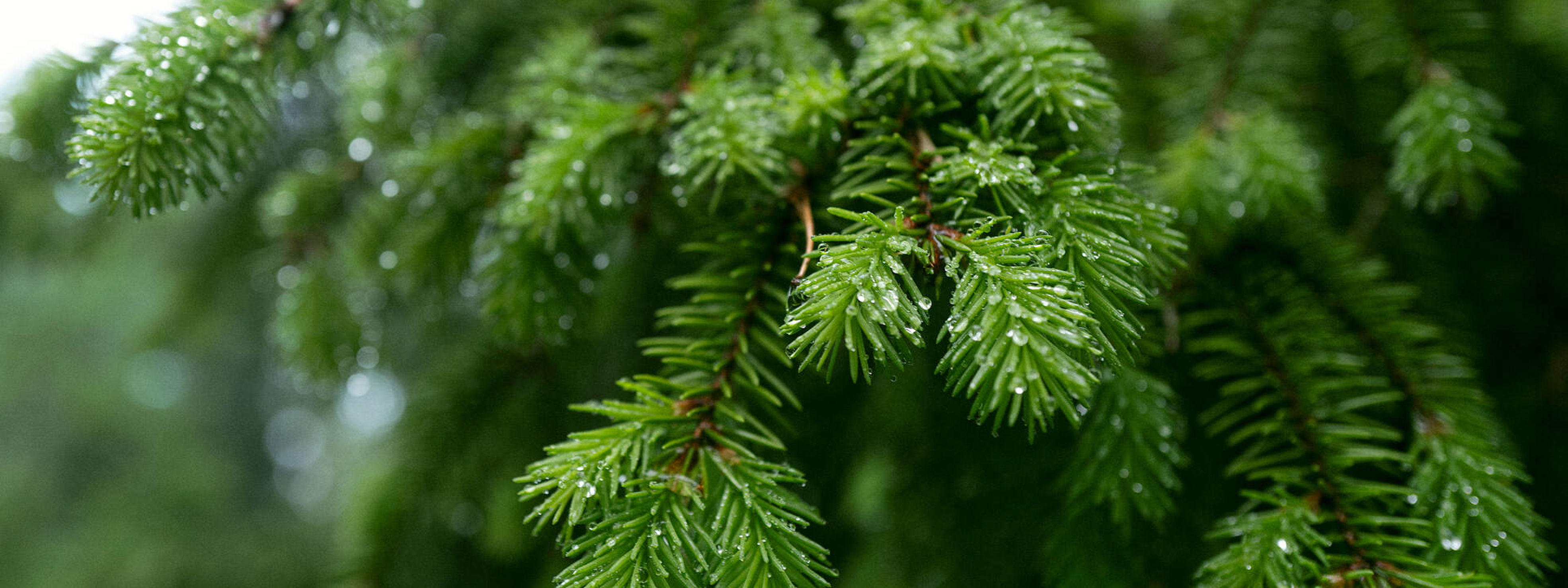 Ilmakuva suomalaisesta metsästä