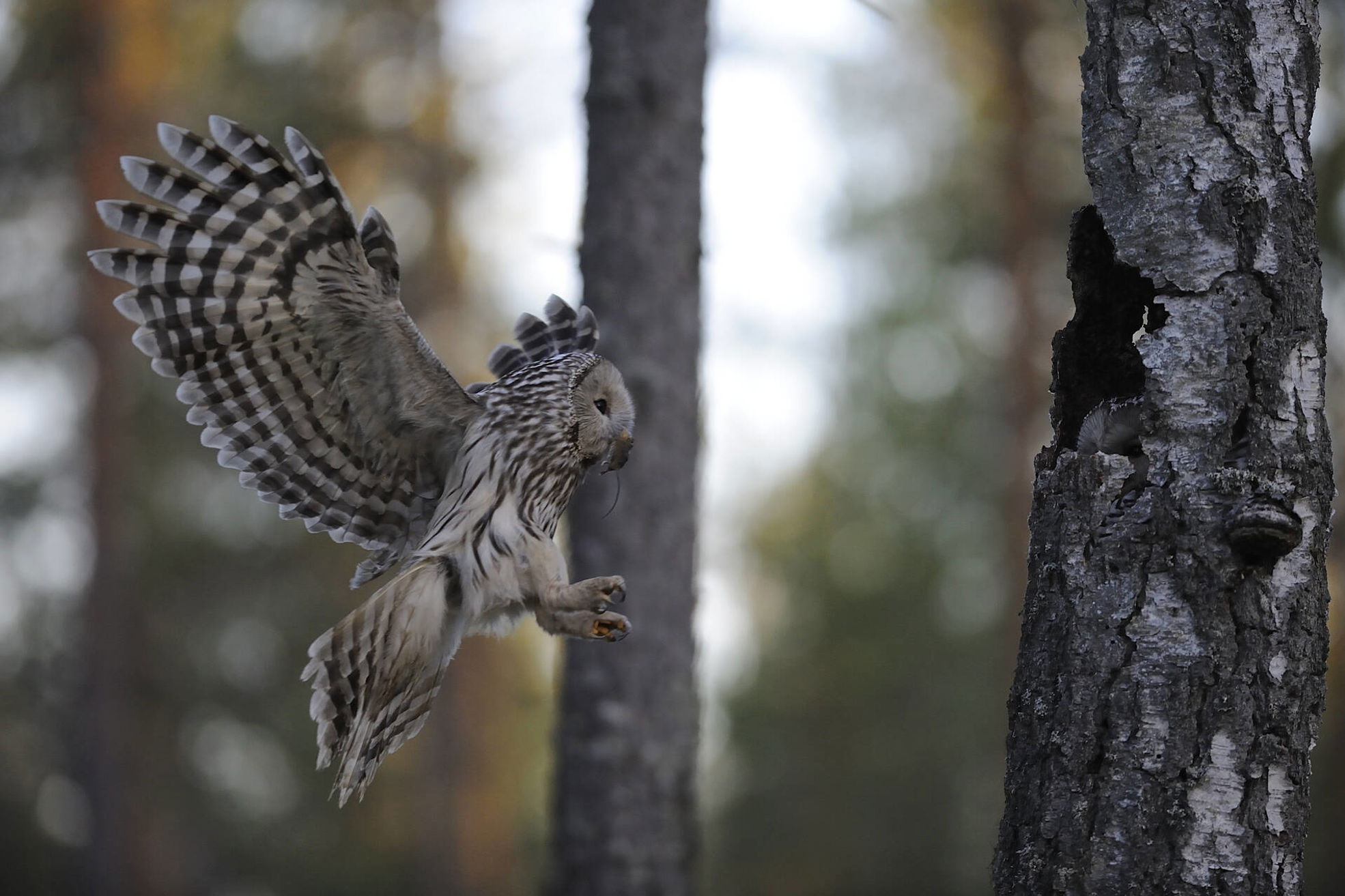 High biodiversity stump and owl