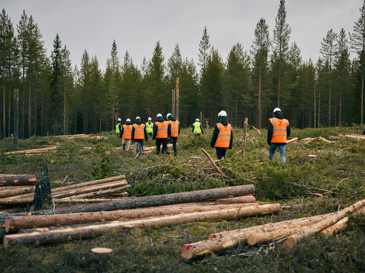 Sustainable forest management