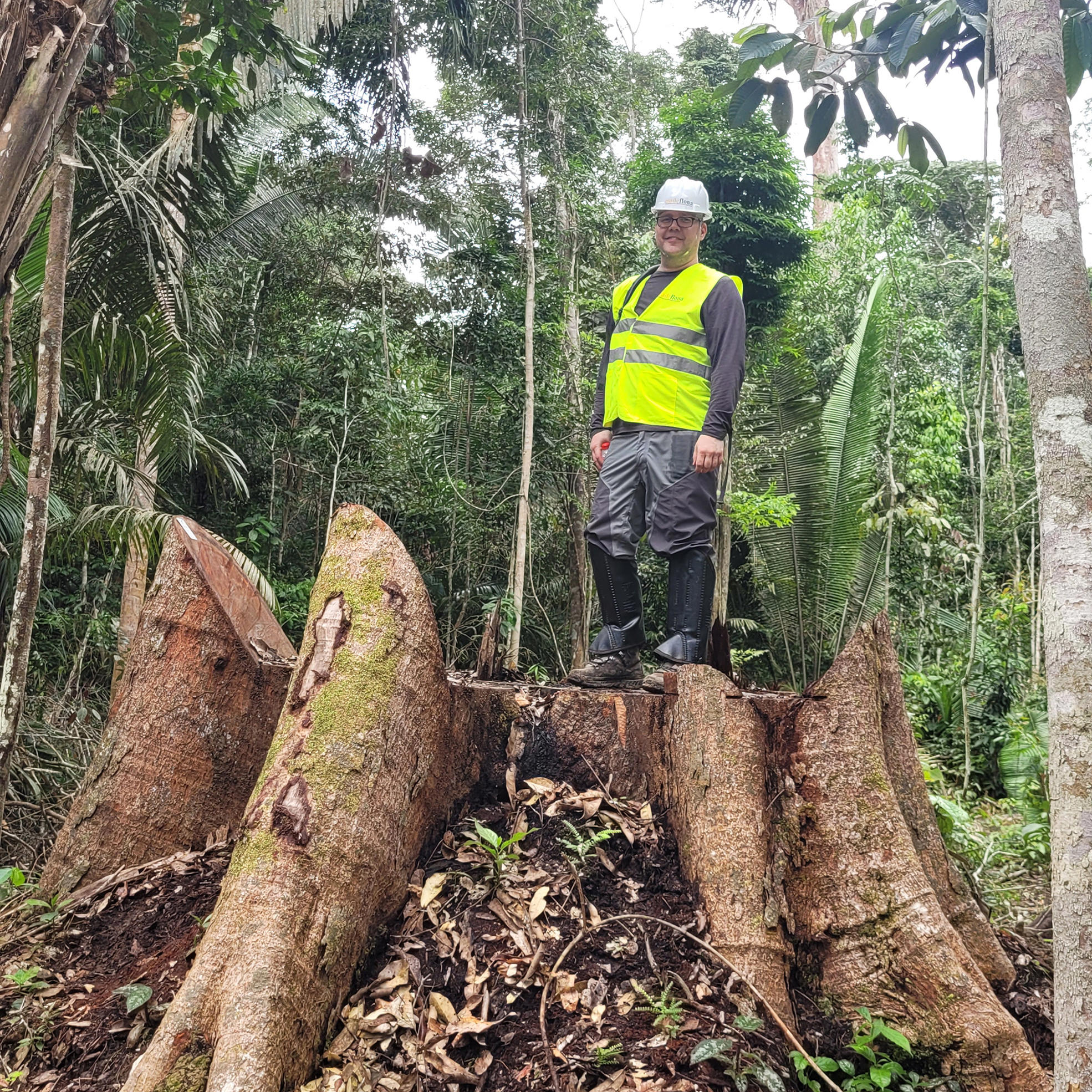Suuri kanto brasilialaisessa, FSC-sertifioidussa metsässä