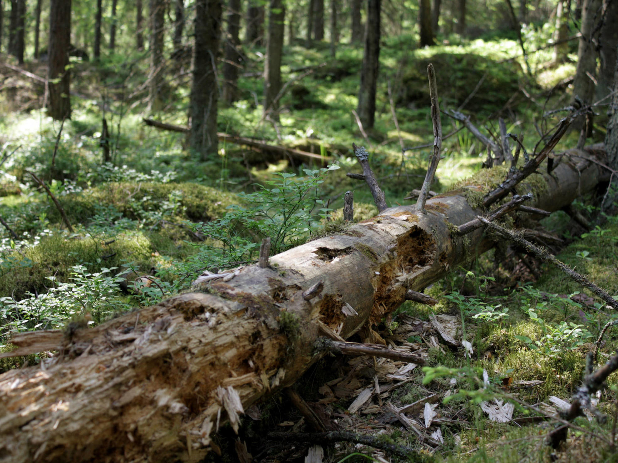 Decaying wood