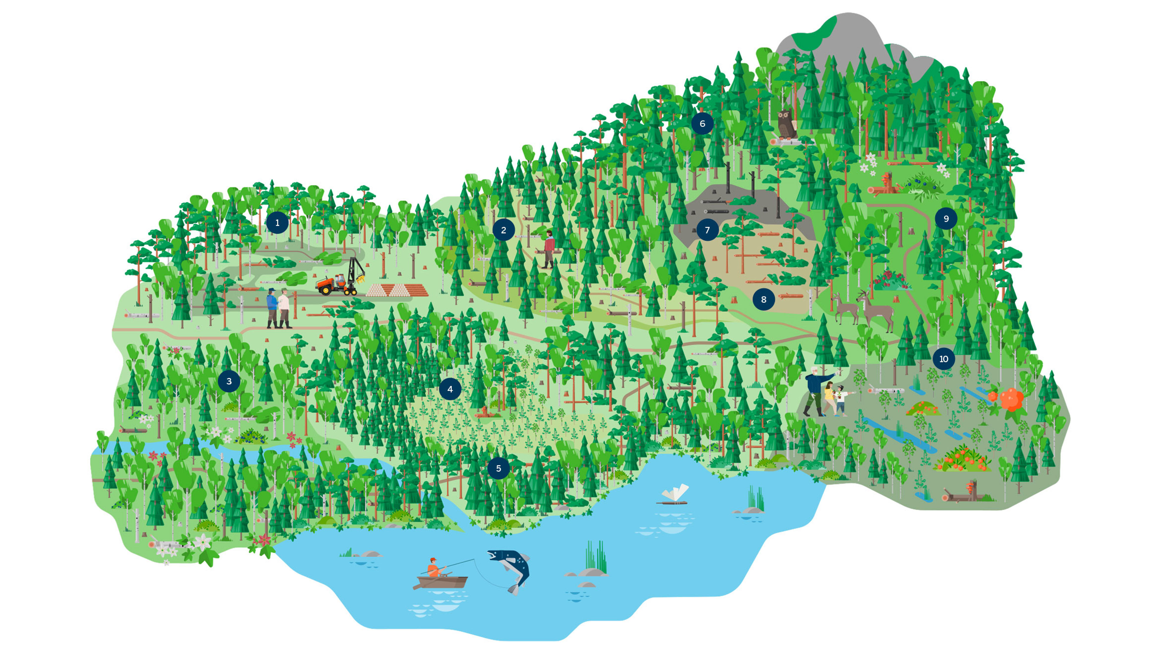 This is how we practice regenerative forestry illustration.