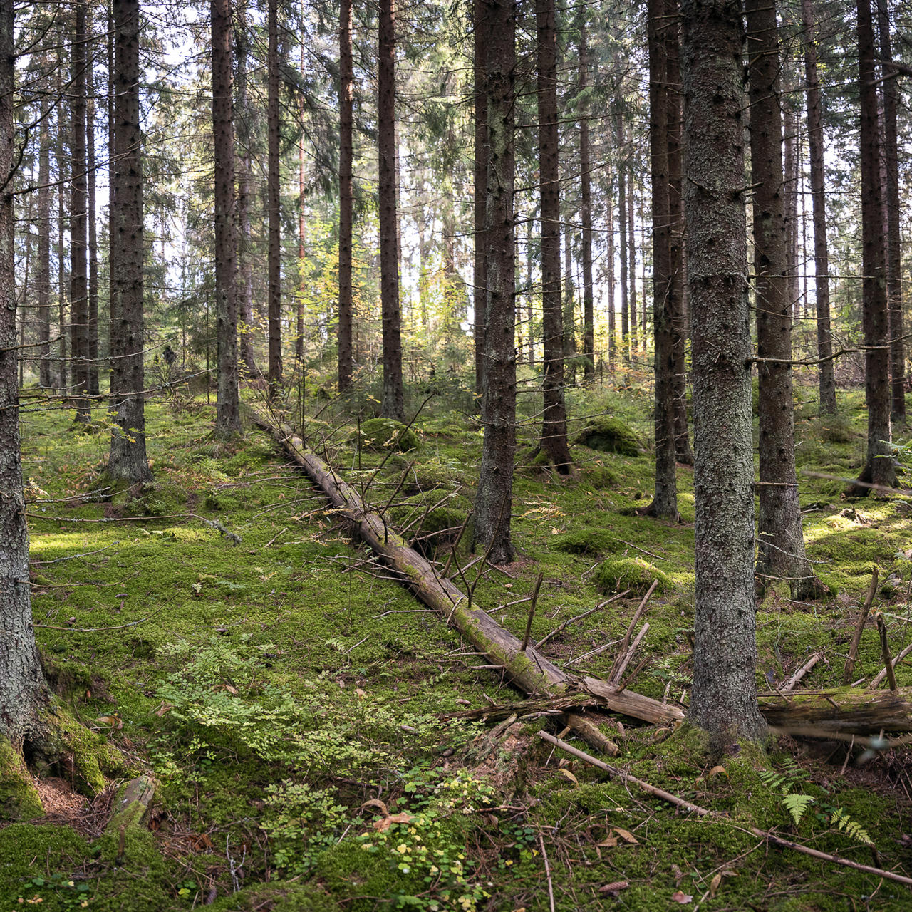 Taking nature thinking a step further