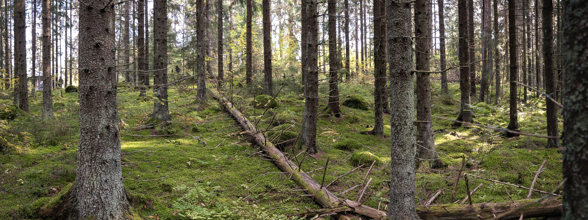Uudistavan metsätalouden periaatteet tähtäävät luonnon tilan vahvistamiseen