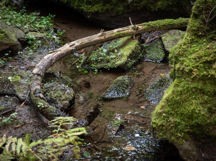 Stream view - nature programme