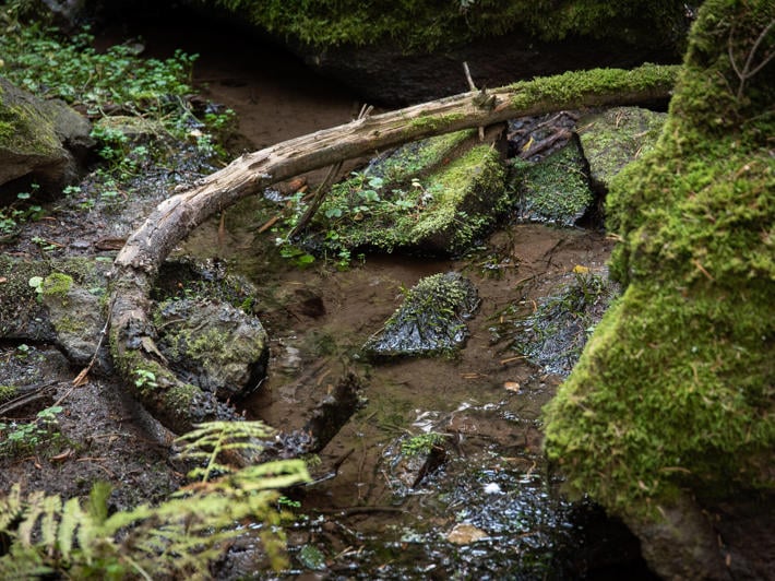 Stream view - funding programme for nature projects