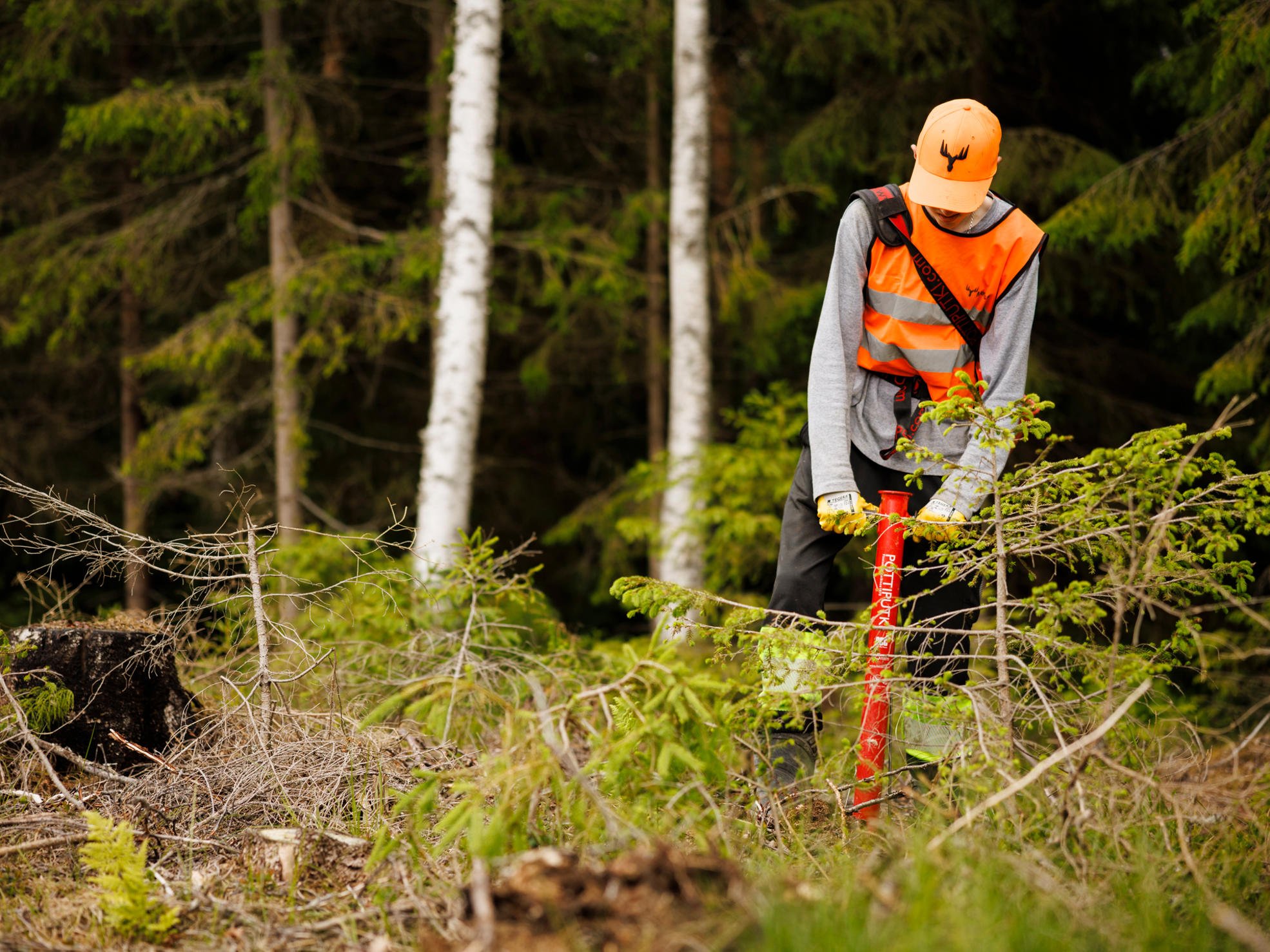 Nuori työntekijä istuttamassa metsää kesätyössä