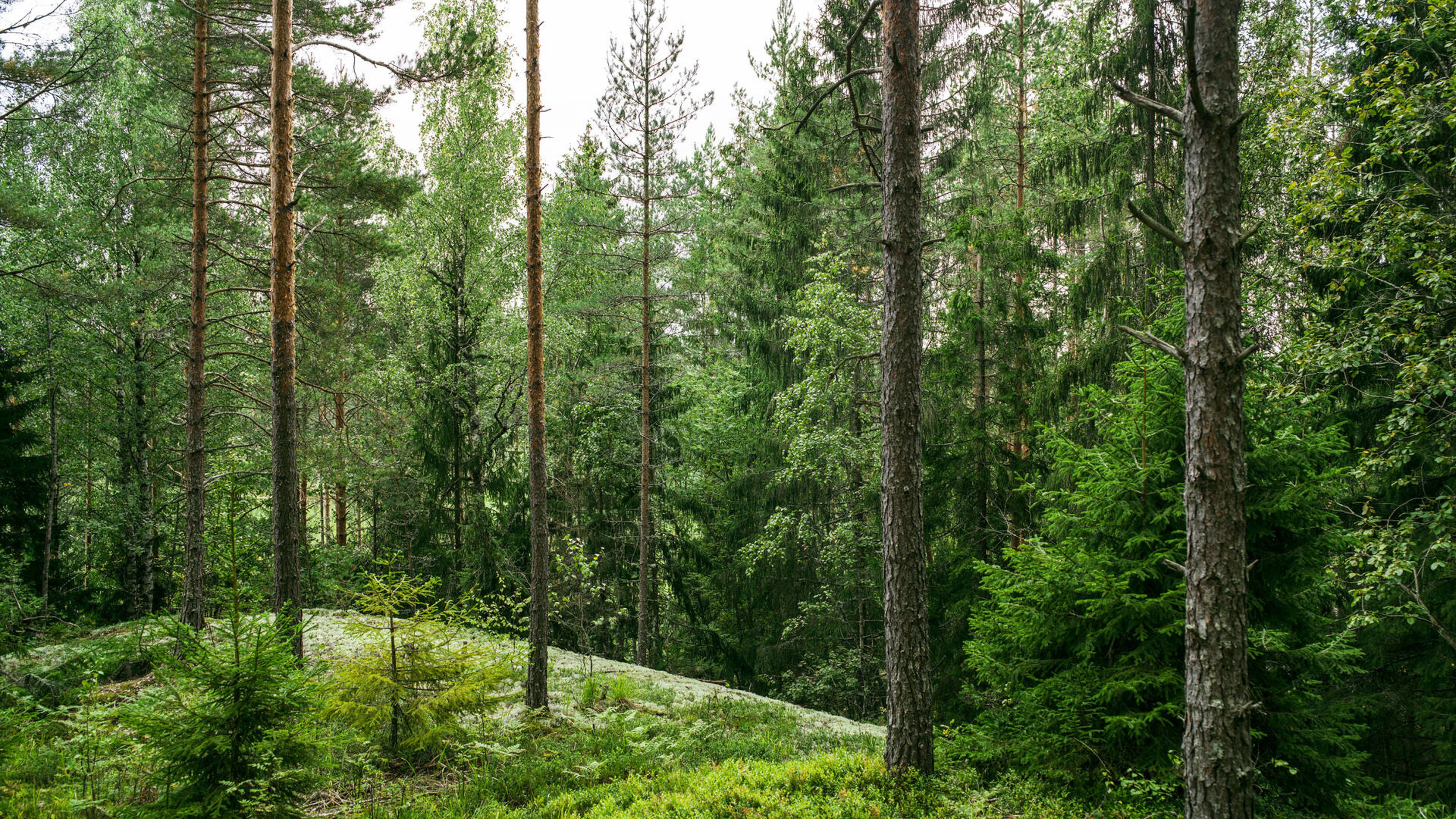EUDR article, Metsä Fibre, forest image.