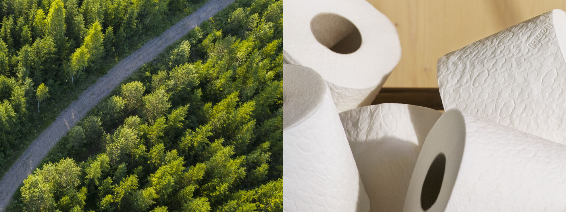 Toilet paper rolls and forest