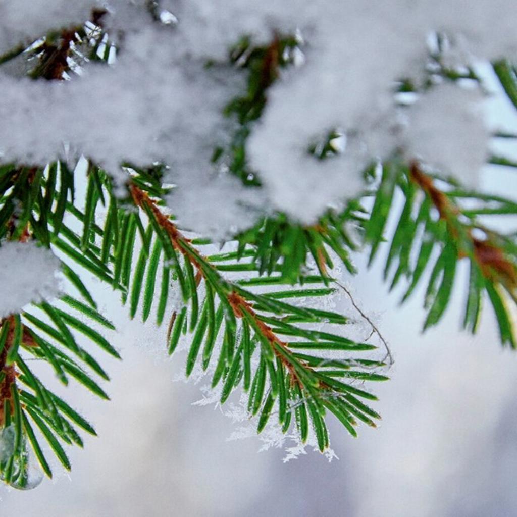Seasons Greetings from CEO of Metsä Tissue