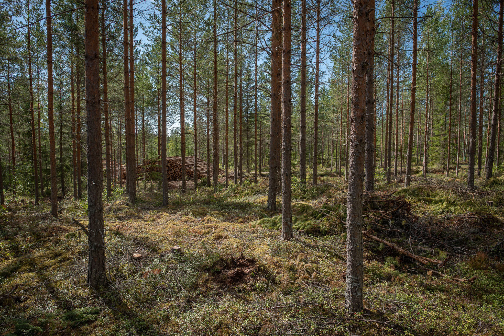 The role of regenerative restorative forestry in safeguarding biodiversity Biology Diagrams