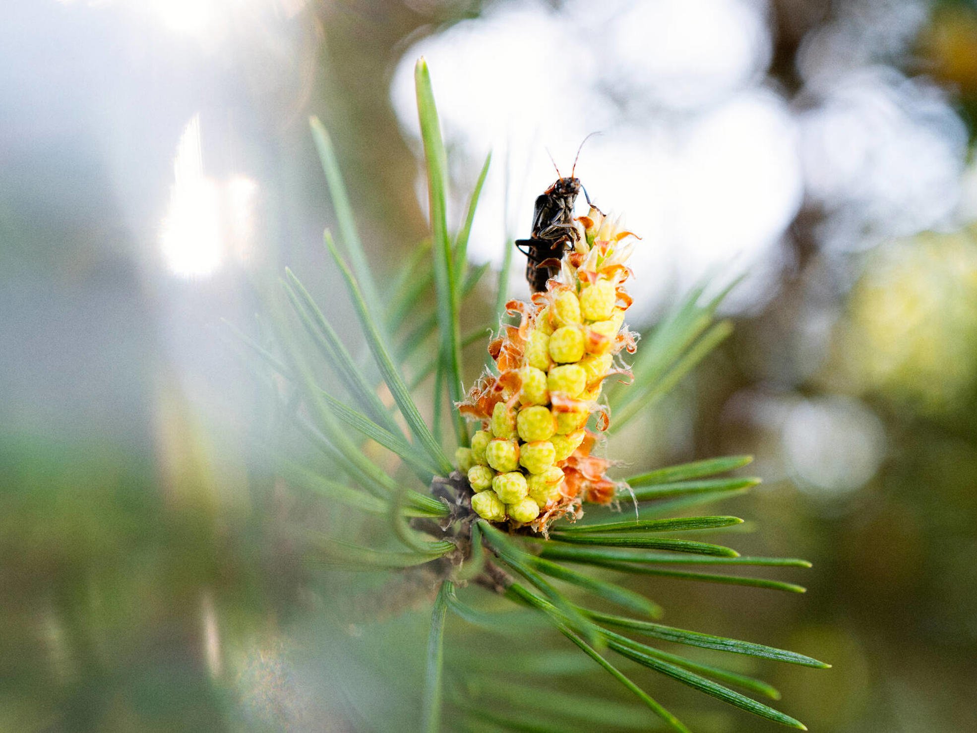 Metsä Fibre Sustainability Masterclass 01-2026 nature photo