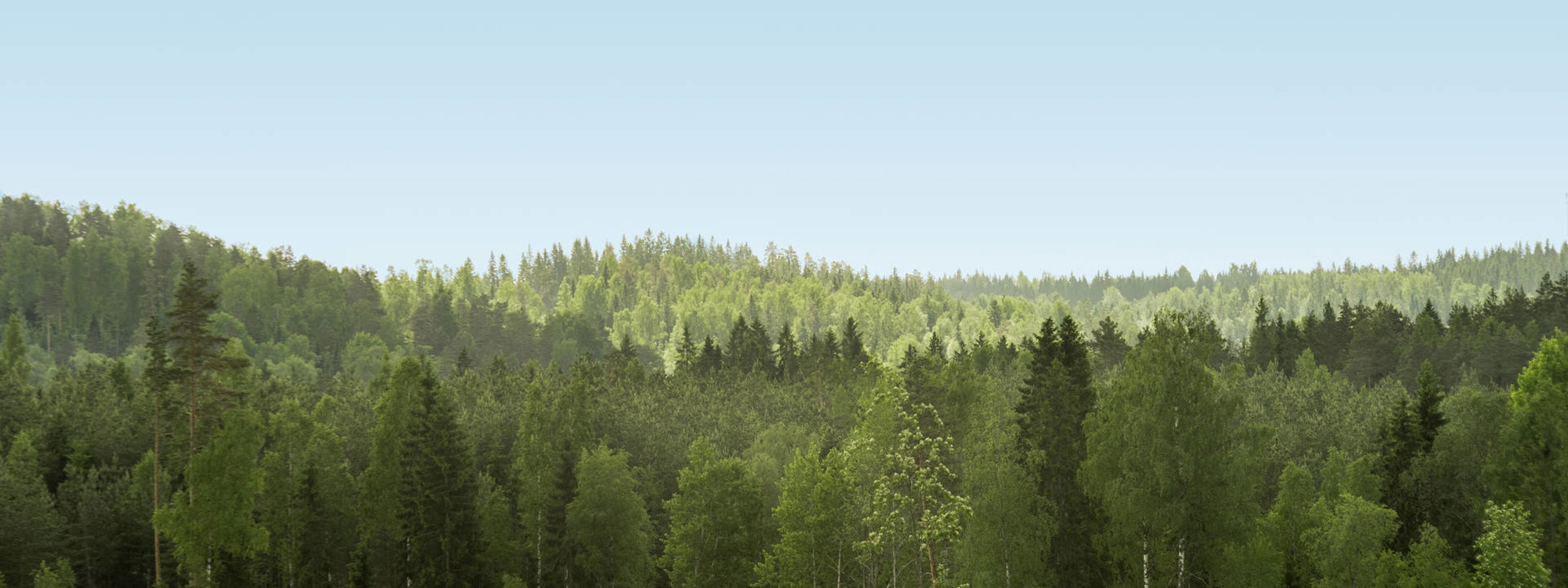Metsä kesäisenä päivänä
