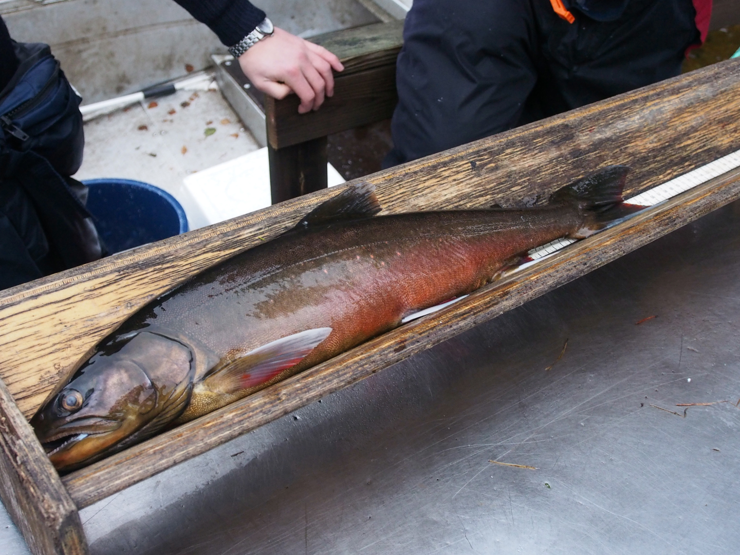 the-pro-saimaannieri-project-strengthens-endangered-char-populations