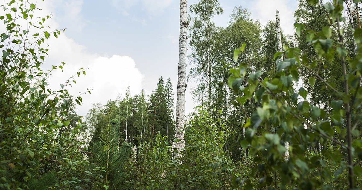 Forest management Mixed forests