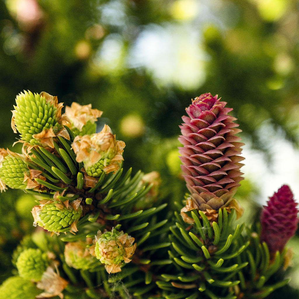 Committed to sustainable progress: Metsä Board publishes its Sustainability Review 2024