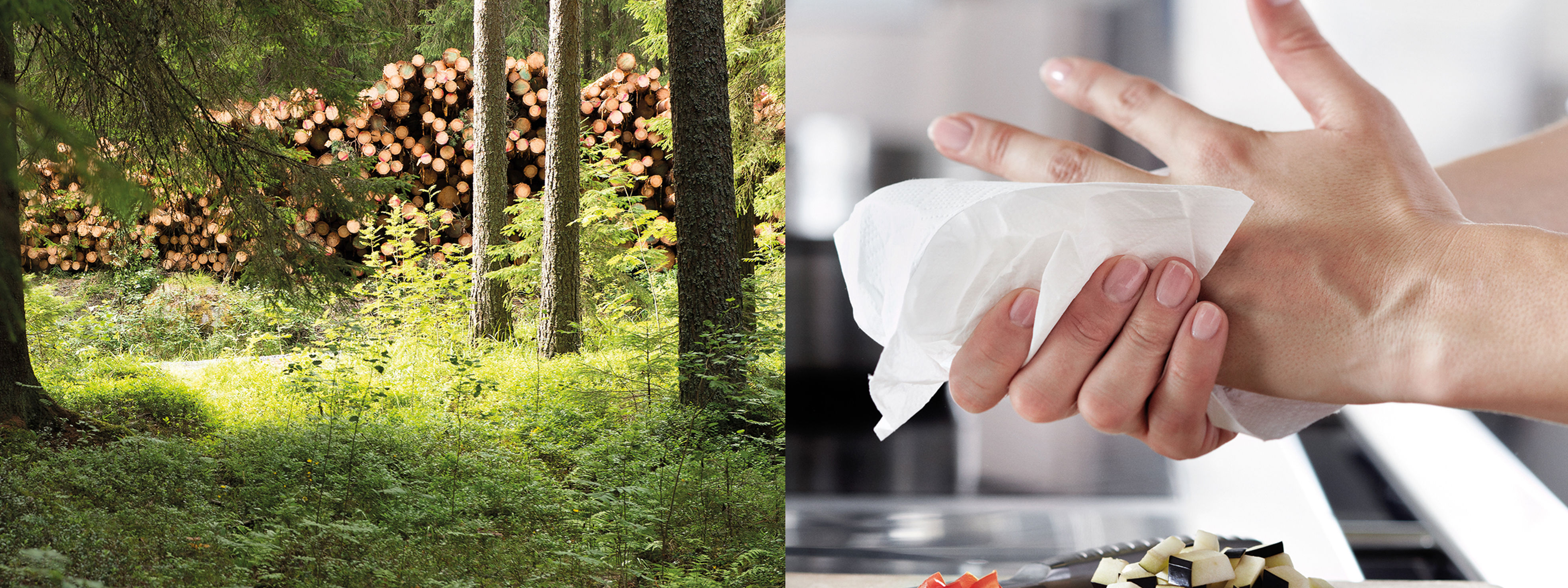 Från skog till hand – fällda träd i en nordisk skog och en person som torkar händerna med mjukpapper