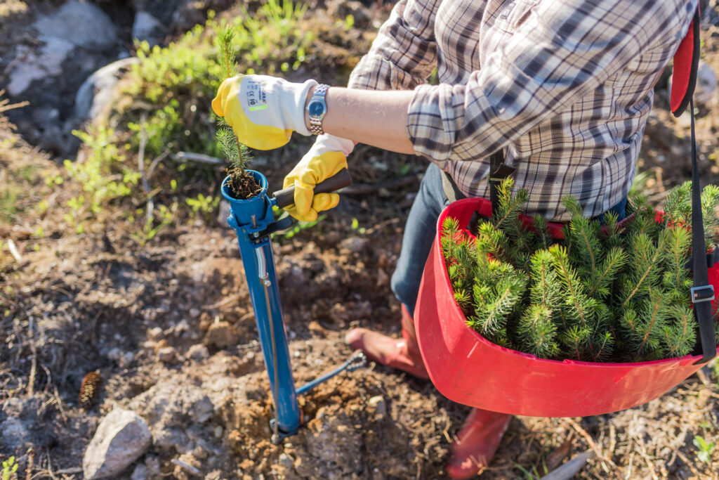 In Finland, each harvested fully grown tree is always replaced with three to four new seedlings.