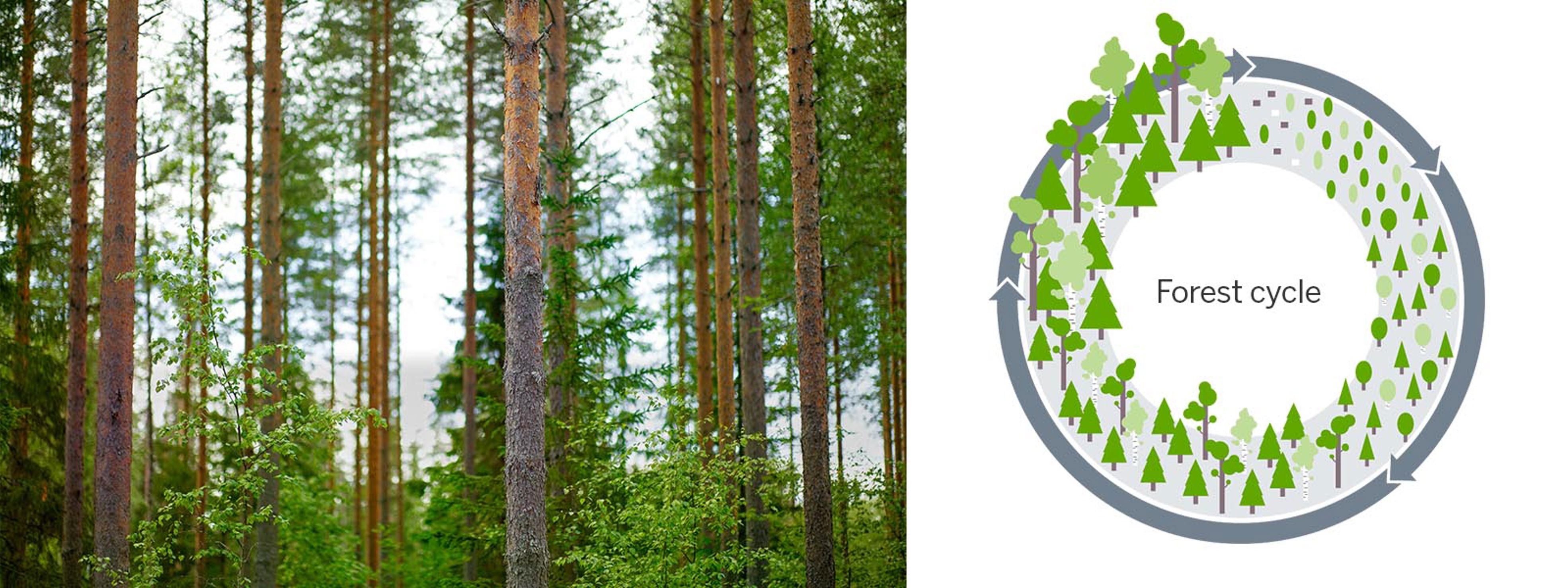 Responsible forest management supports forest biodiversity