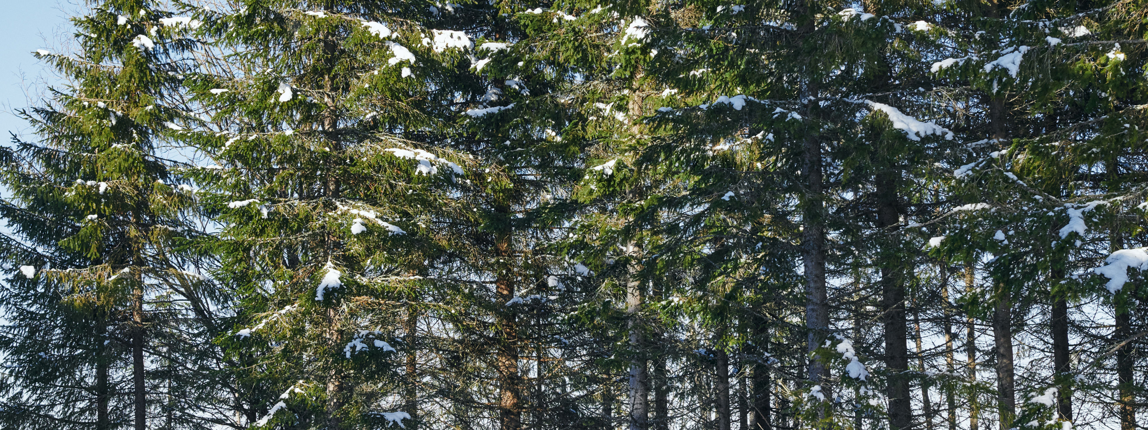 Environmental benefits from using renewable energy