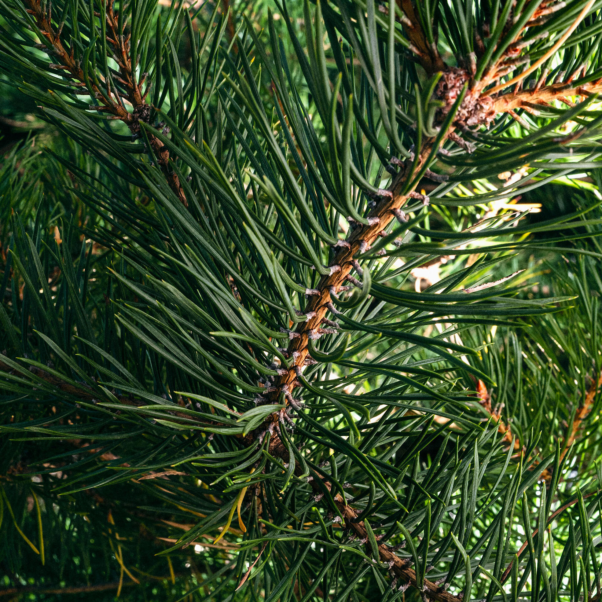 Spruce branch