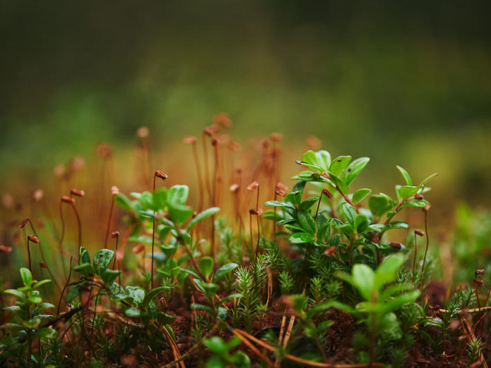 Preserving biodiversity is part of sustainable forest management