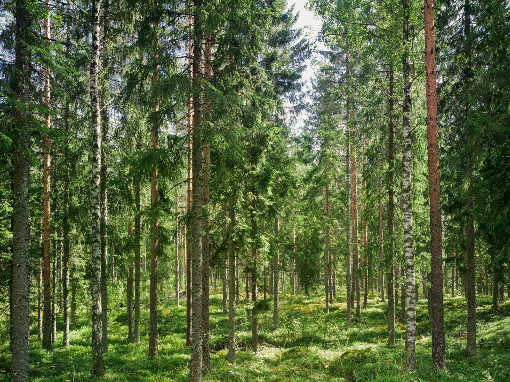 Kestävä metsänhoito