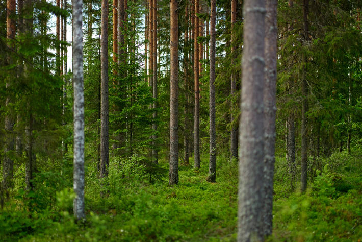 Forest certifications promote sustainable forest management