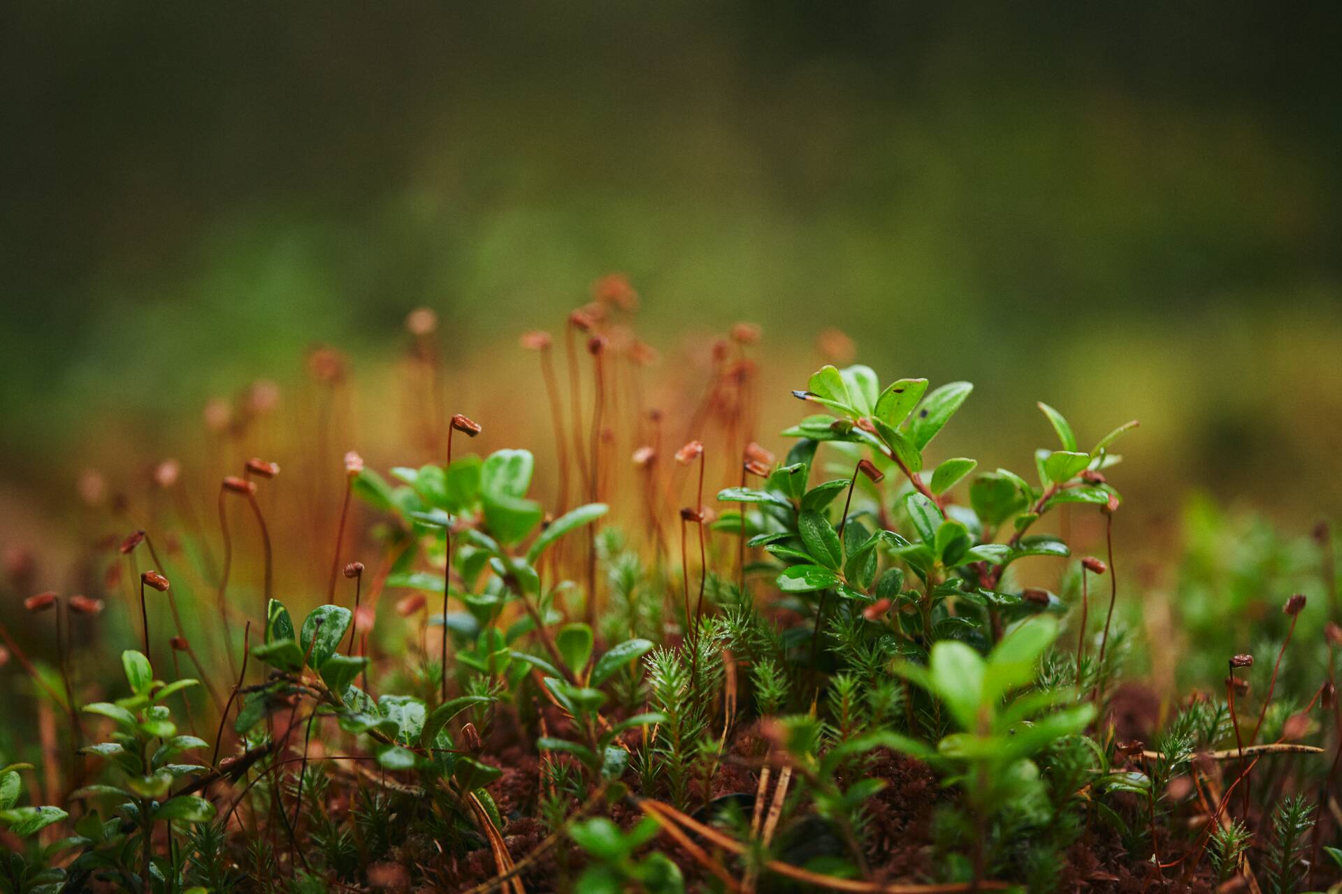 Forest services - Nature - 59__web.jpg