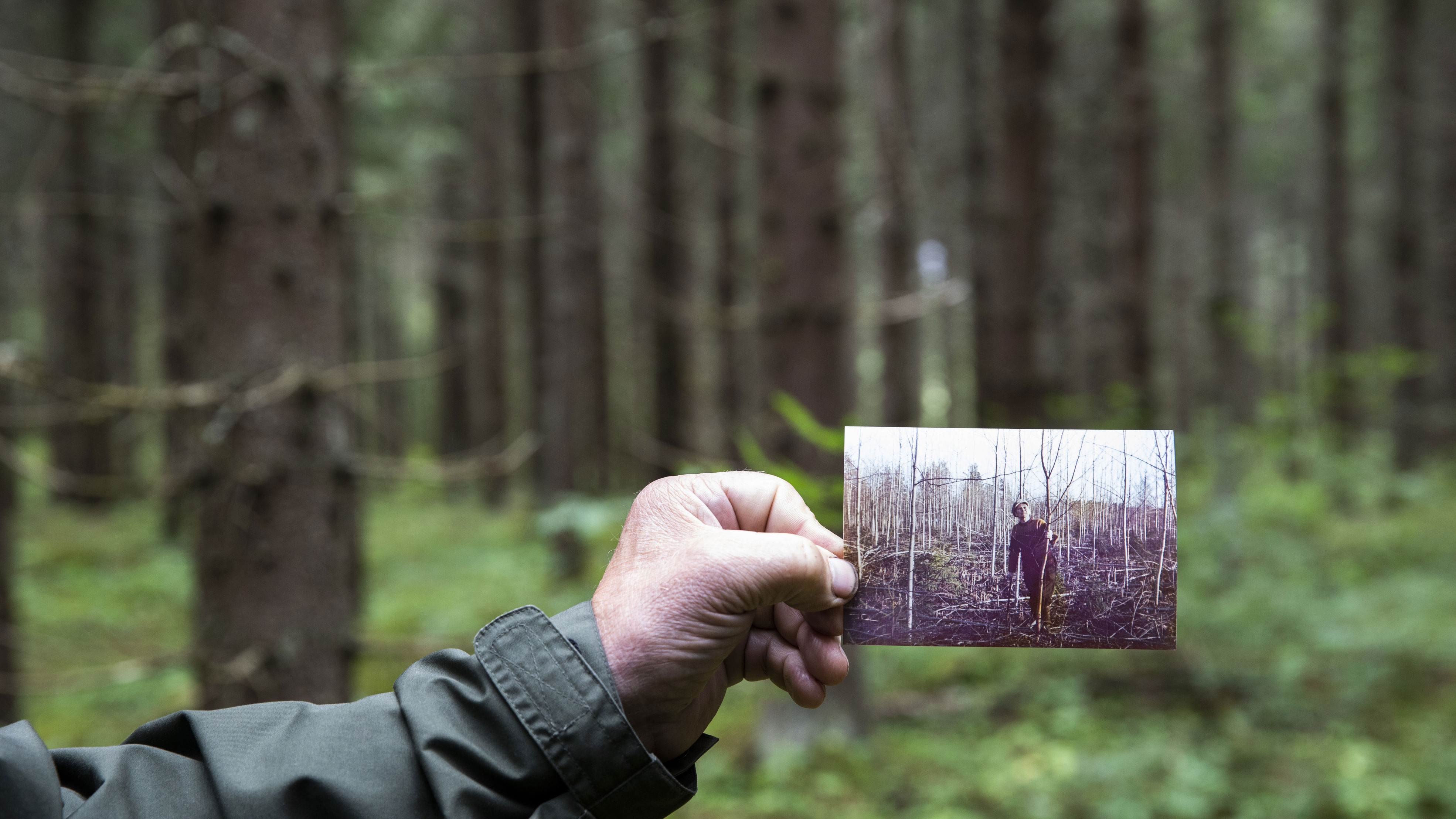 Valokuva metsässä