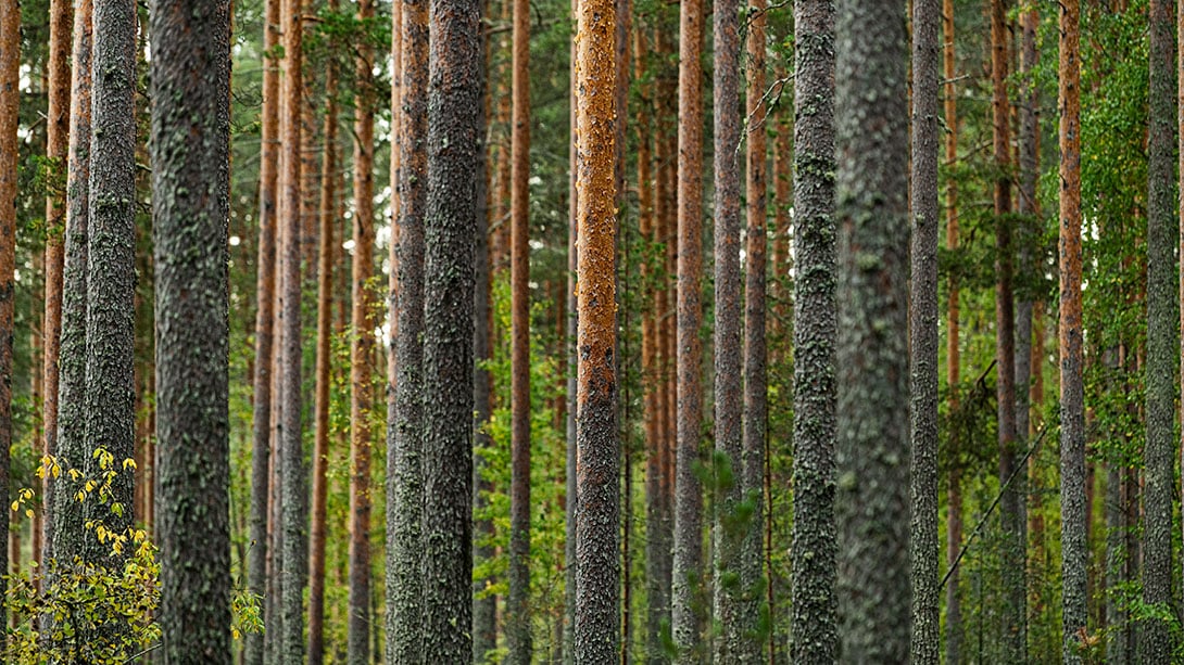 03-Pine-trees.jpg
