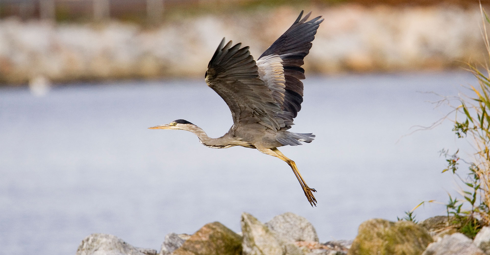 05-grey-heron.jpg