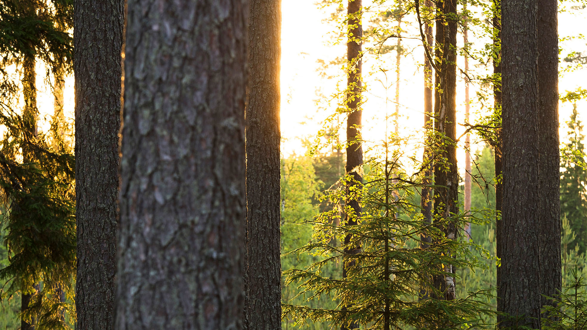 Metsä auringonlaskussa