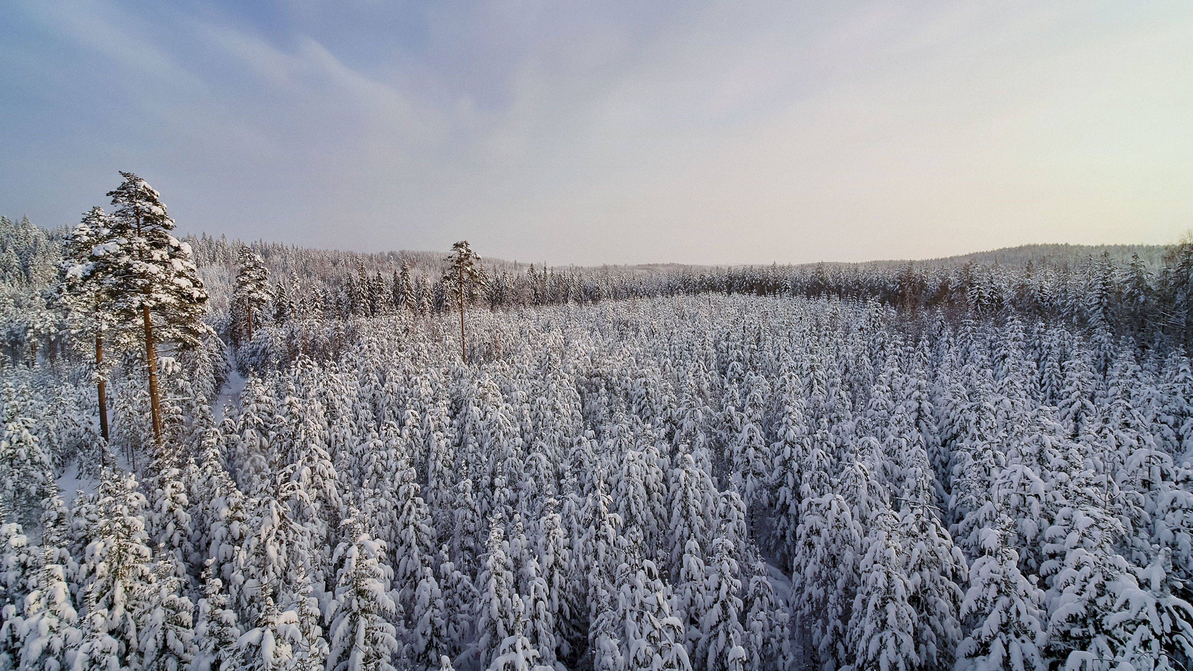 Luminen metsä