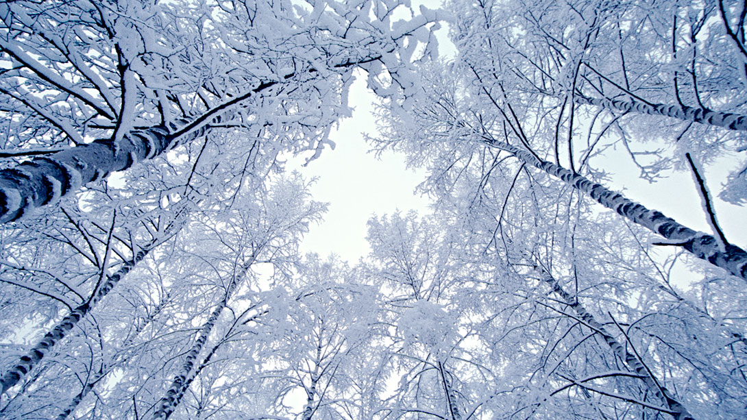 Snowy tree tops in winter