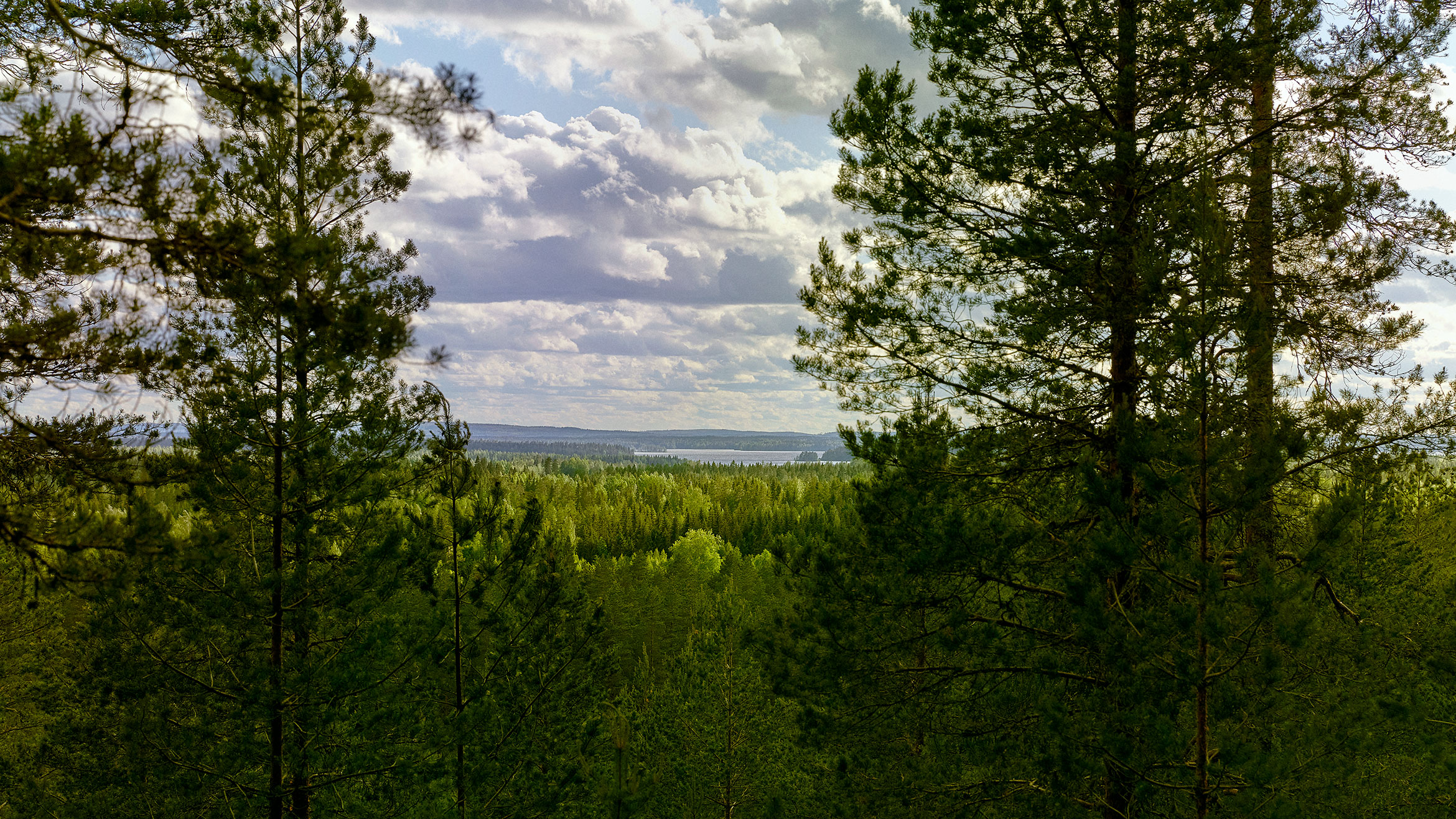 03-Hero-Metsa-Forest-Summer-Day.jpg