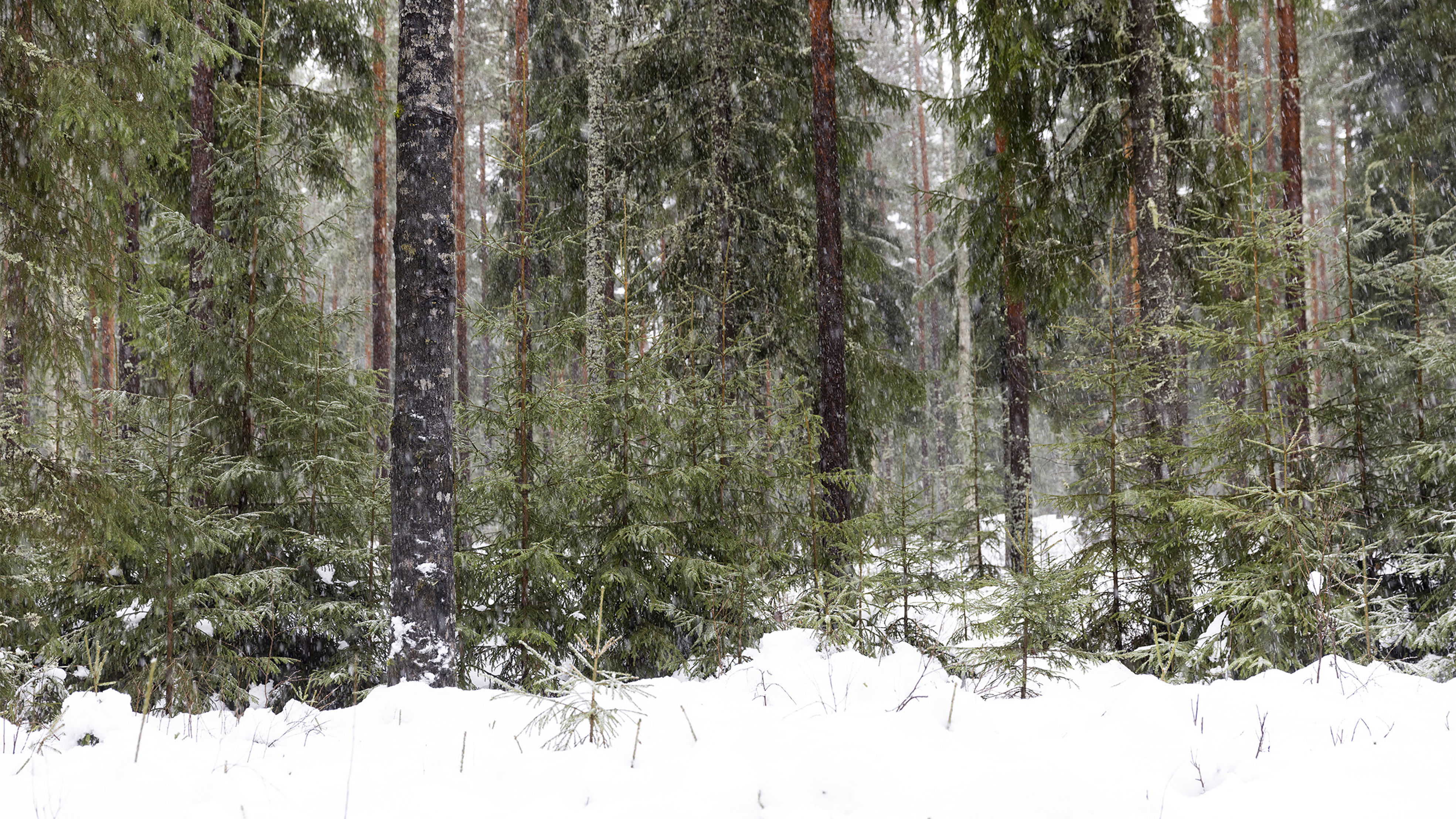 Metsä talvella
