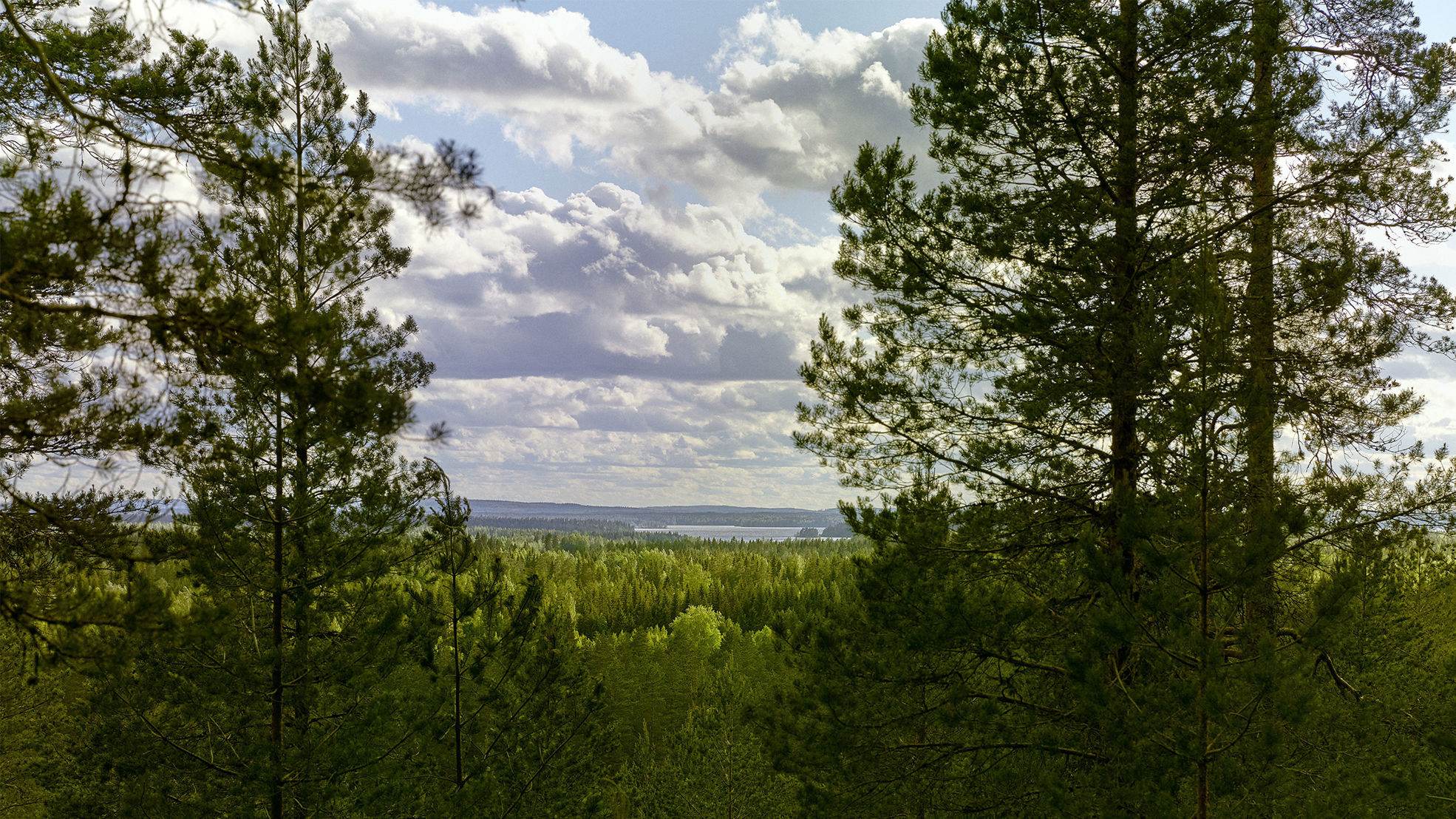 Forest