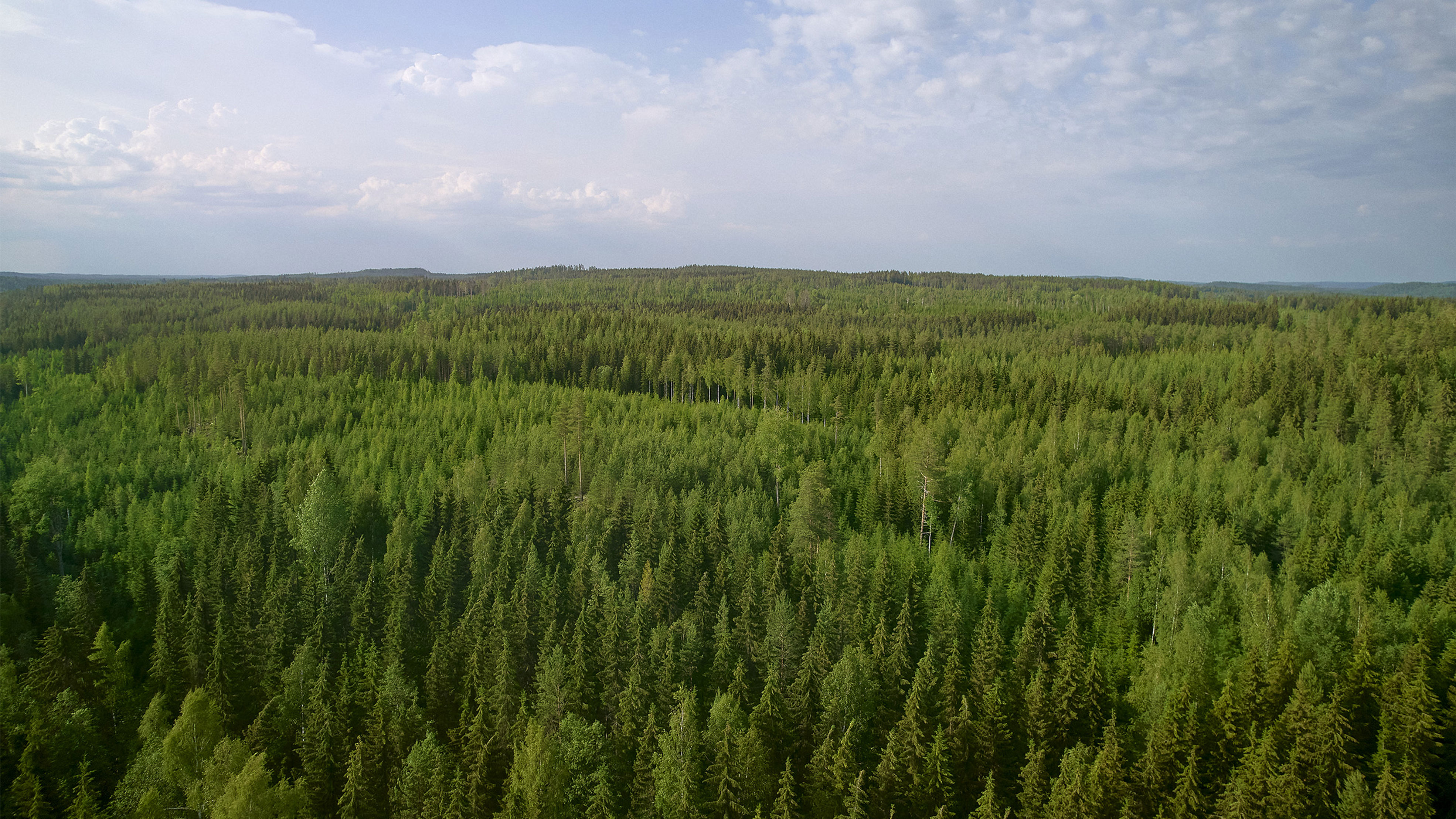 Metsämaisema