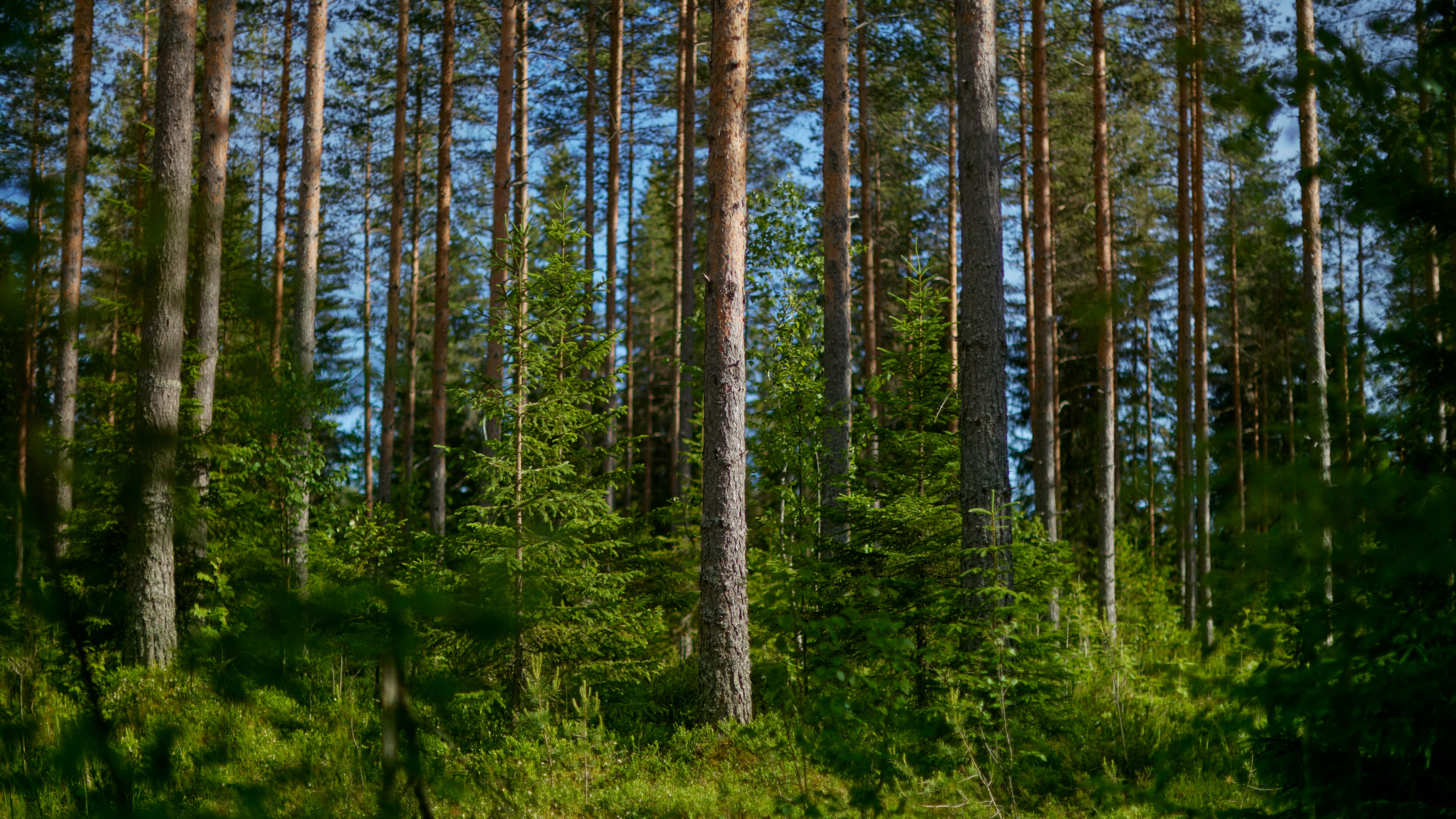 Finnish forest
