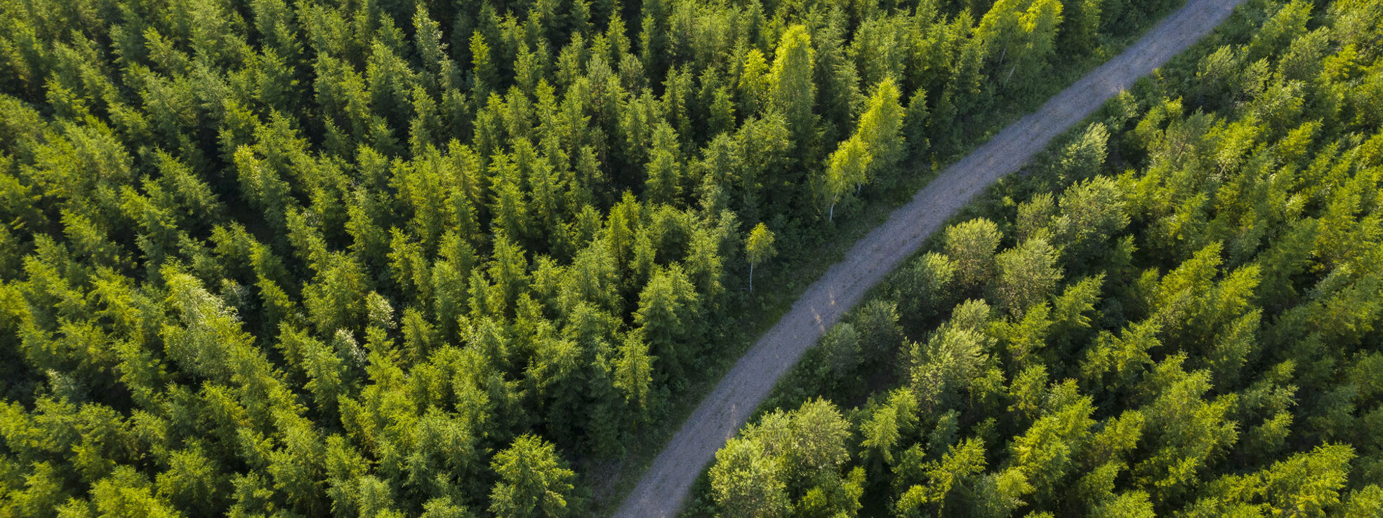 Metsä ja tie