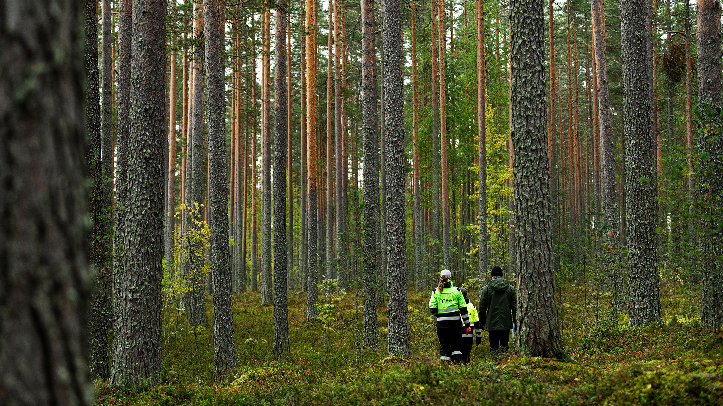 3.2.4.Hero-forest-walking-inspection.jpg