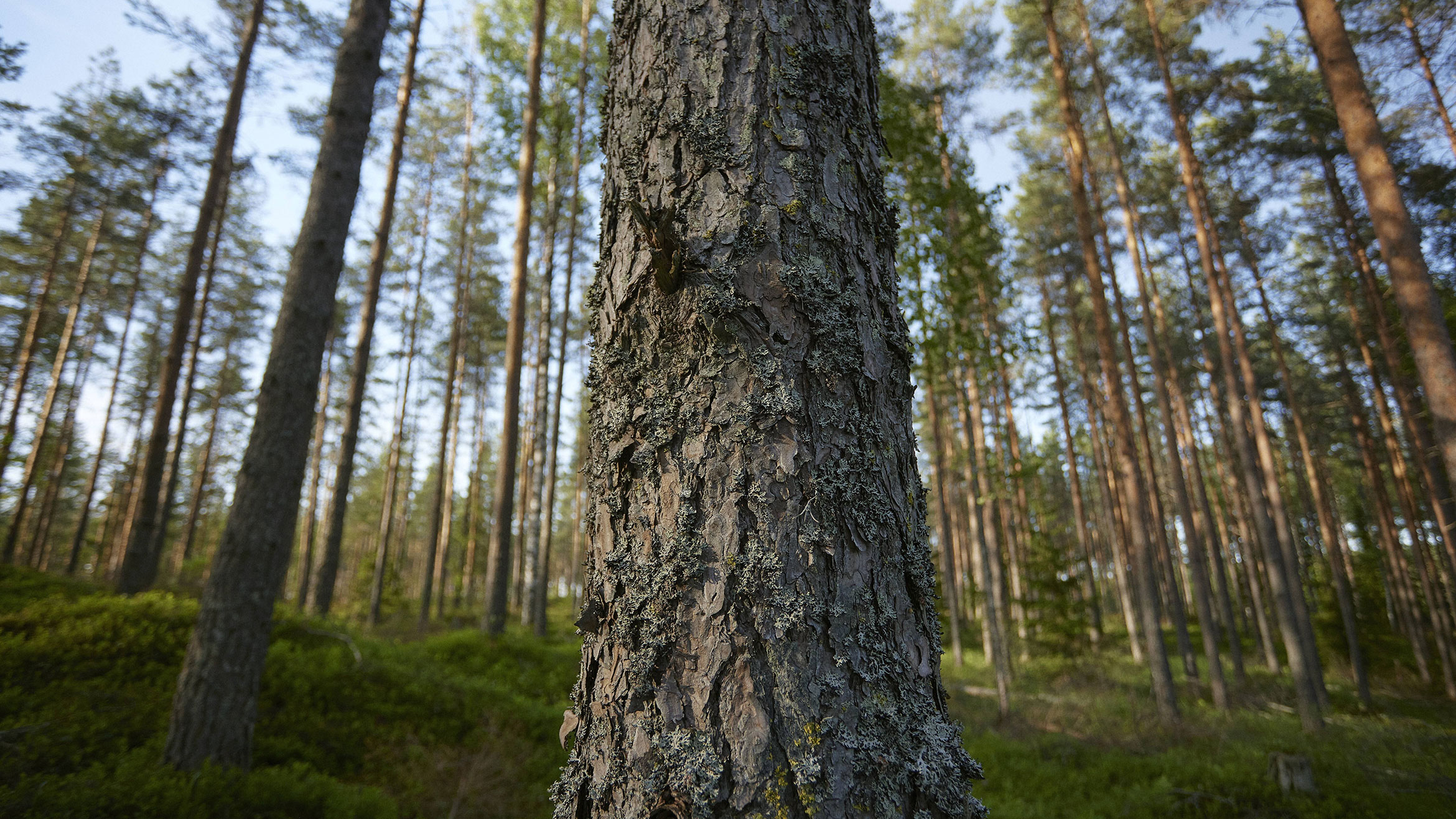 Pine tree trunk closeup