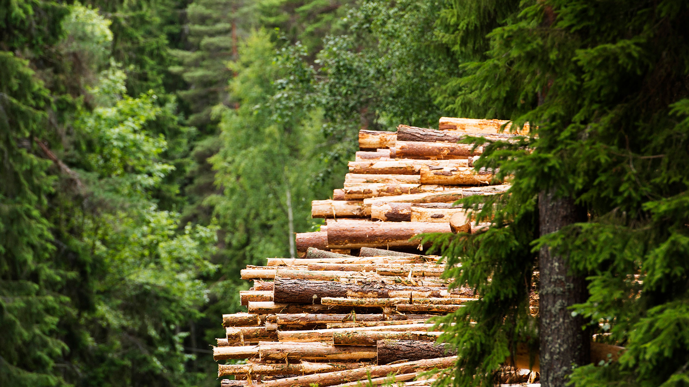 3.3.5.Hero-Felled-logs-in-forest.jpg