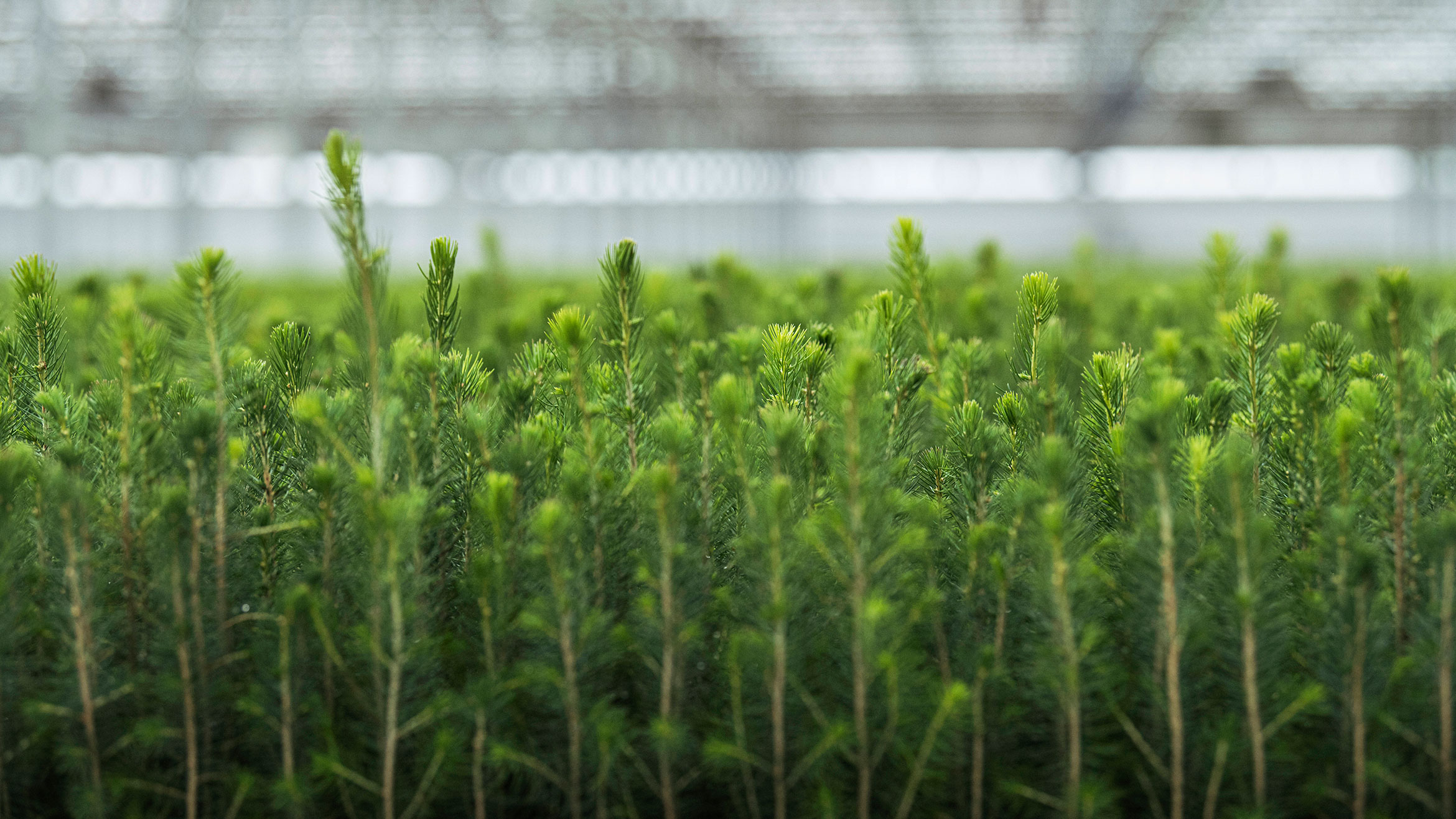 3.3.5.Spruce-seedlings.jpg