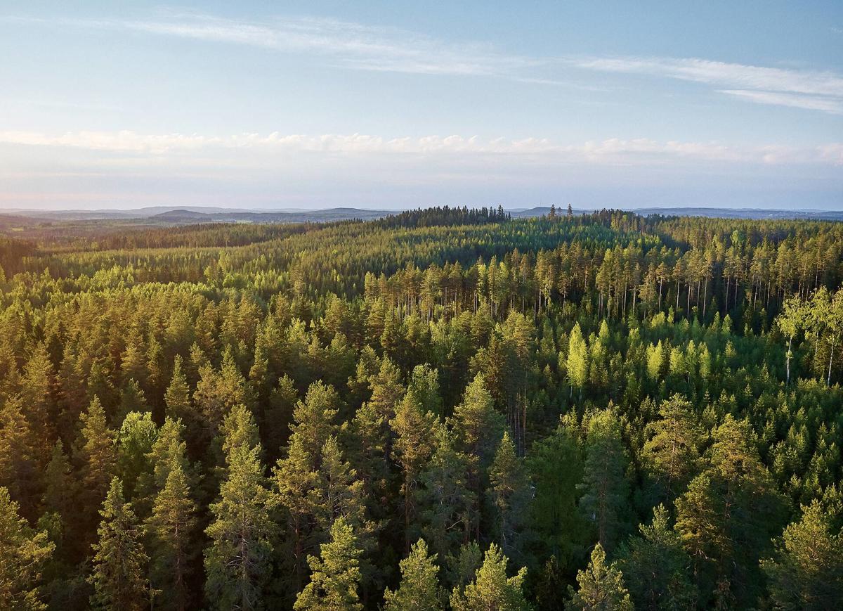 Increasing the amount of carbon stored in forests